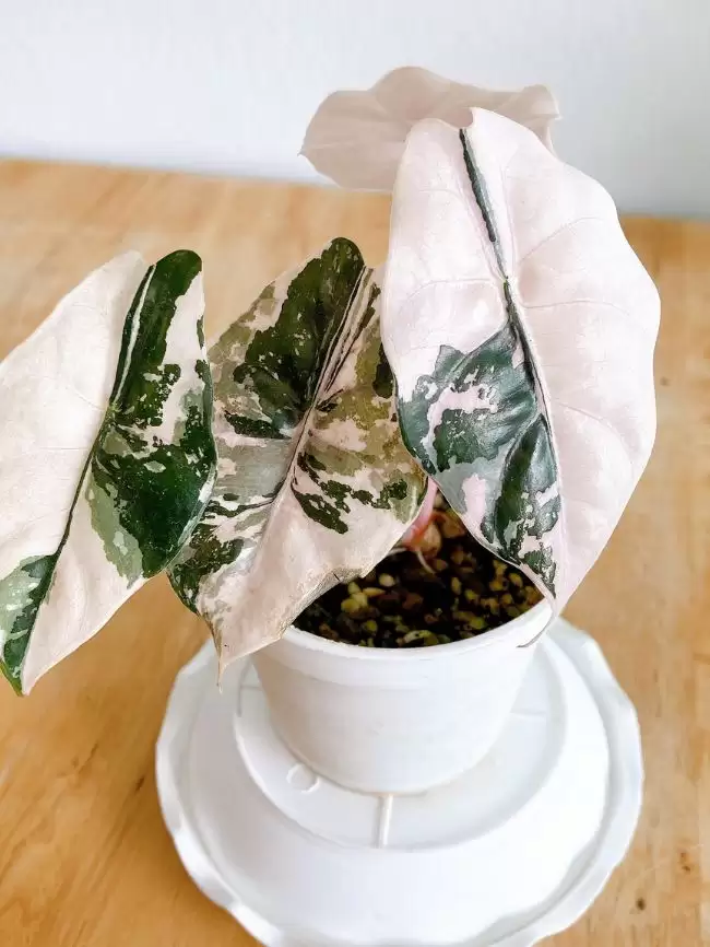 Cây Alocasia Chantrieri Pink