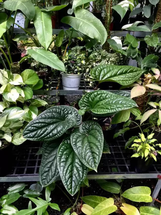 Cây Anthurium radican x Luxurian