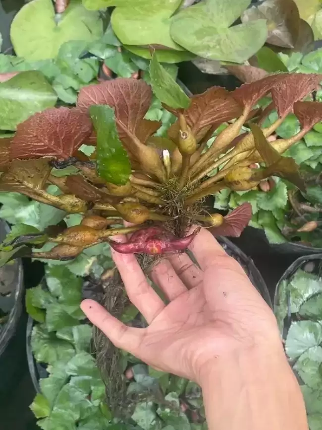 Cây Ấu giống thủy sinh