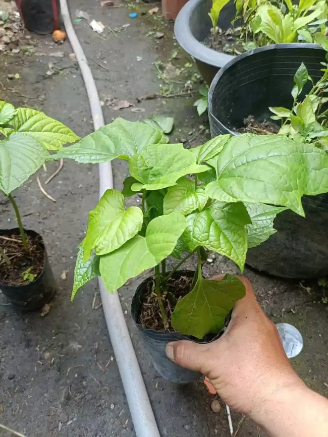 Cây Bạch Đồng Nữ Giống