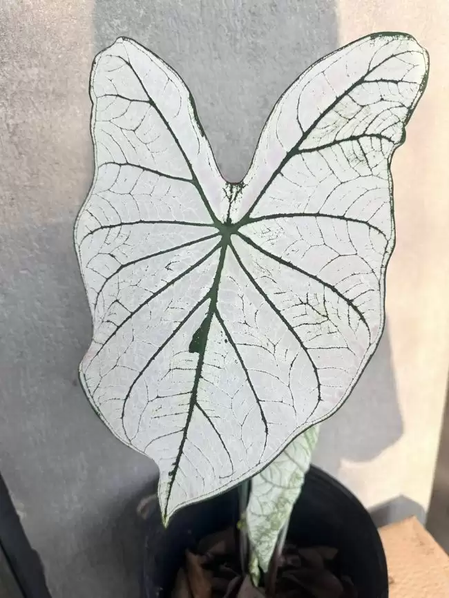 Cây Caladium White Christmas