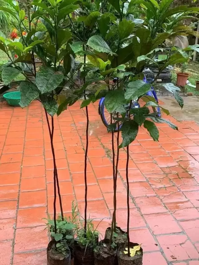 Cây Chay Giống Cao 1 m