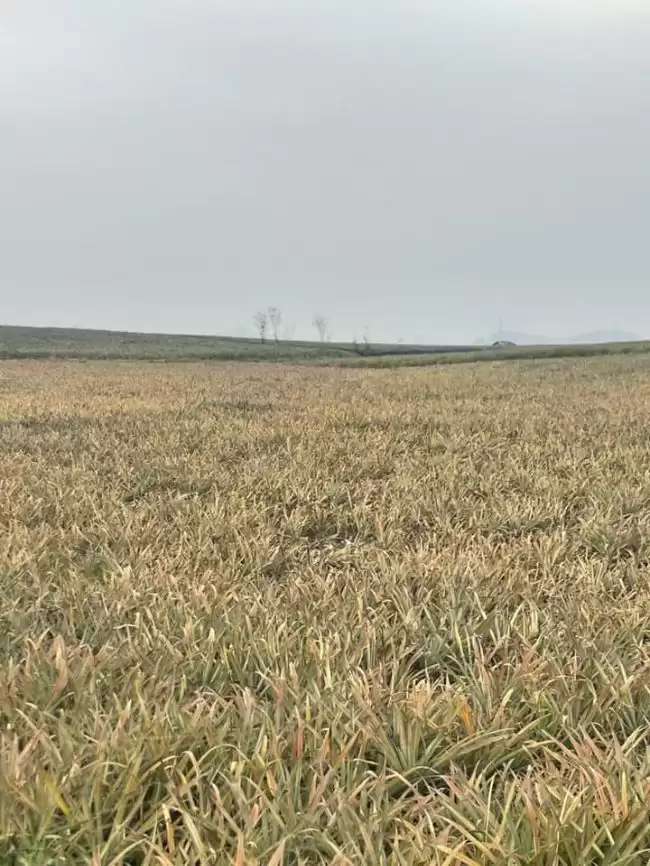 Cây Dứa Chết Thối Gốc