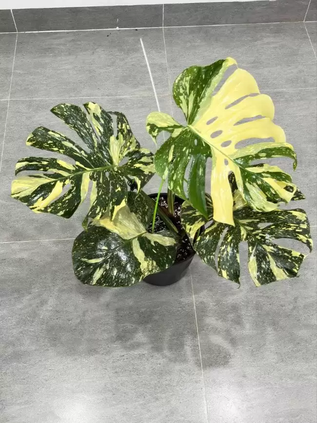 Cây Monstera Cream