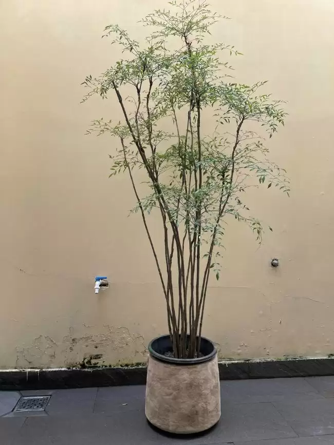 Cây Nam Thiên Trúc