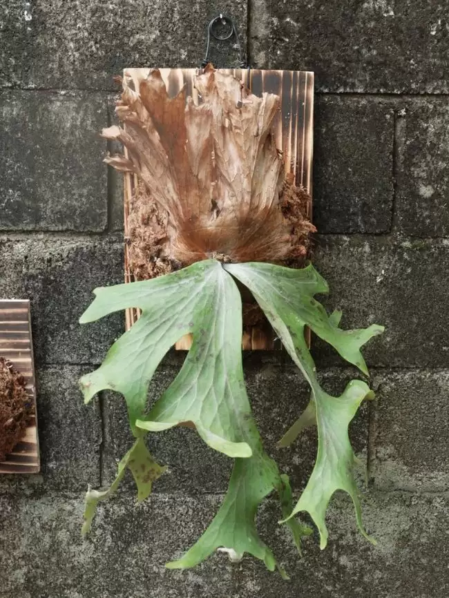 Cây Ổ Rồng Wallichii