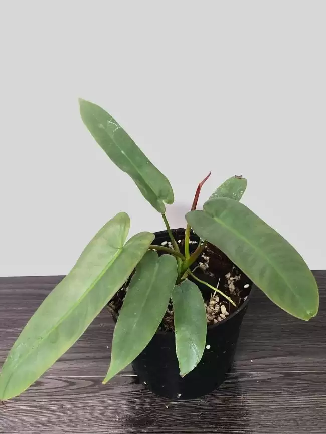 Cây Philodendron Atabapoense
