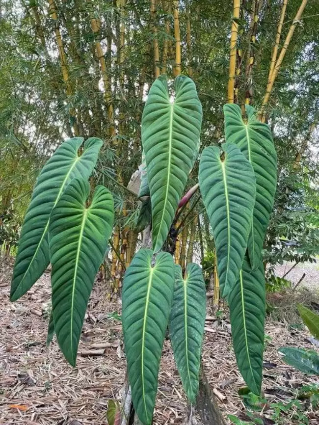 Cây Philodendron esmeraldense