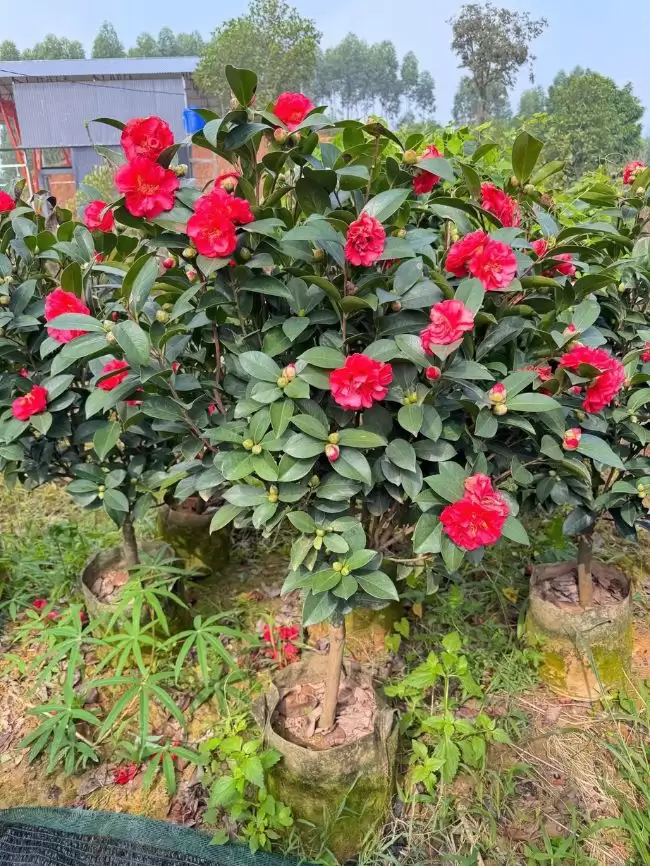 Cây Trà Tứ Quý là cây gì? 1 Cây Trà Tứ Quý