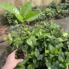 Cây bạch thiên hương giống