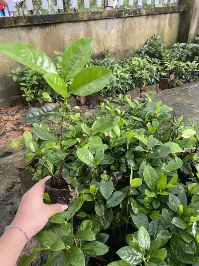Cây bạch thiên hương giống