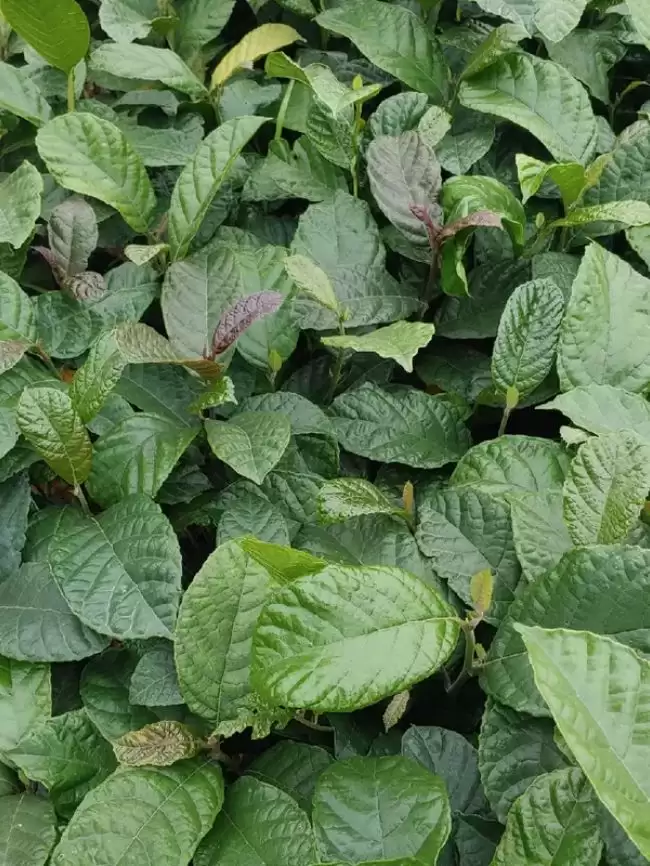 Cây chay giống ruột đỏ