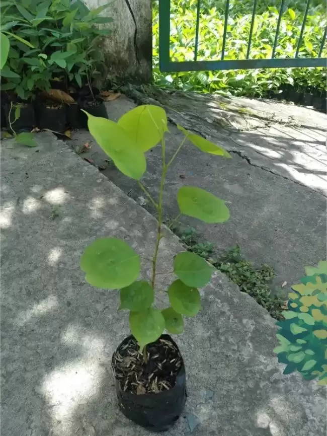 Cây giáng hương giống