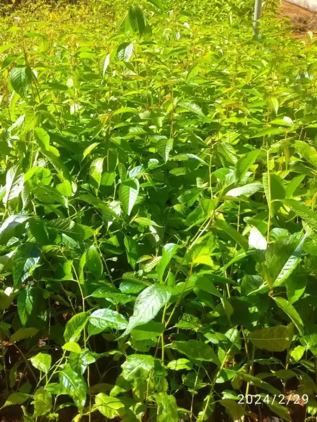 Cây giống Mai Anh Đào