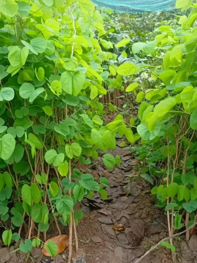 Cây giống hoa ban