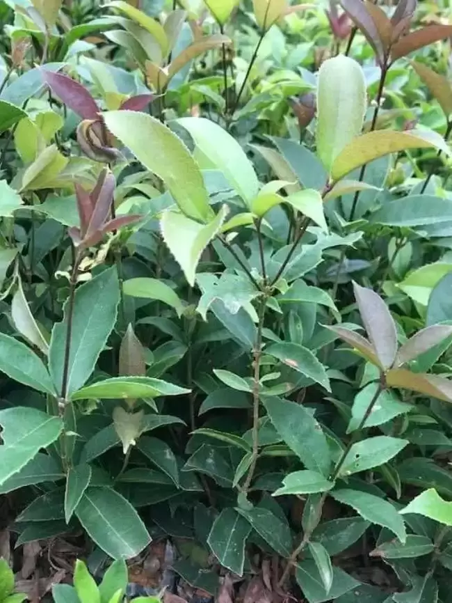 Cây mộc hương ta hoa vàng giống