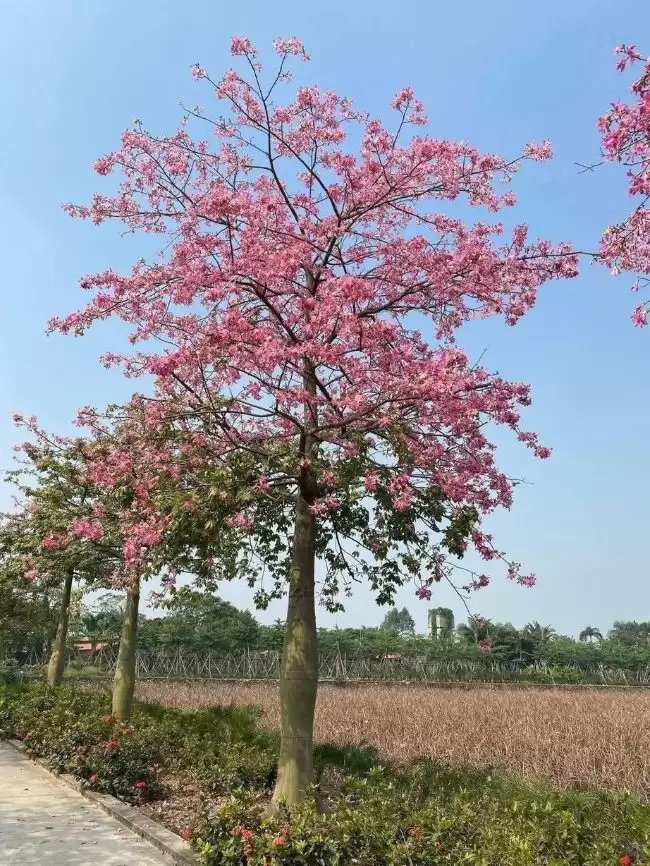 Lưu nháp tự động