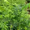Cây sưa đỏ giống