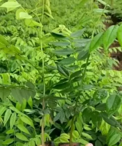 Cây sưa đỏ giống
