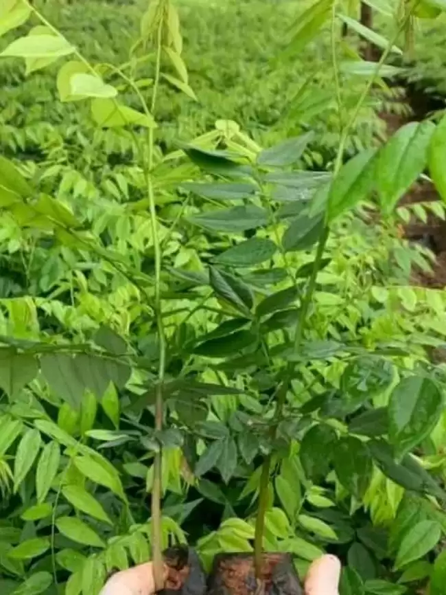 Cây sưa đỏ giống