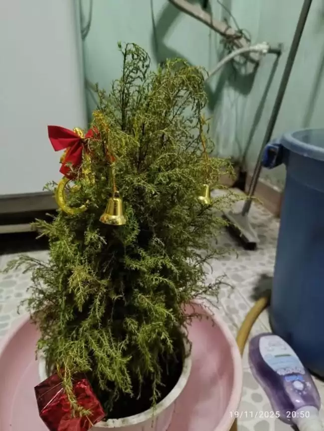 Cây tùng thơm mới mua héo, quẹo