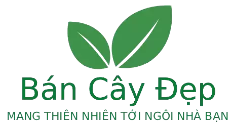 Cửa Hàng Bán Cây Đẹp Giá Rẻ Trực Tuyến