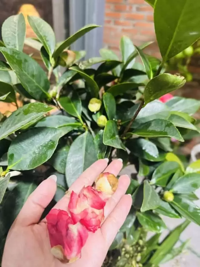 Trà mi ra hoa nhưng chưa kịp nở đã rụng