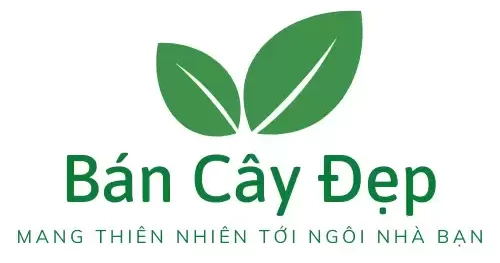Cửa Hàng Bán Cây Đẹp Giá Rẻ Trực Tuyến