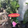 bàng singapore tặng khai trương và chậu xi măng trụ