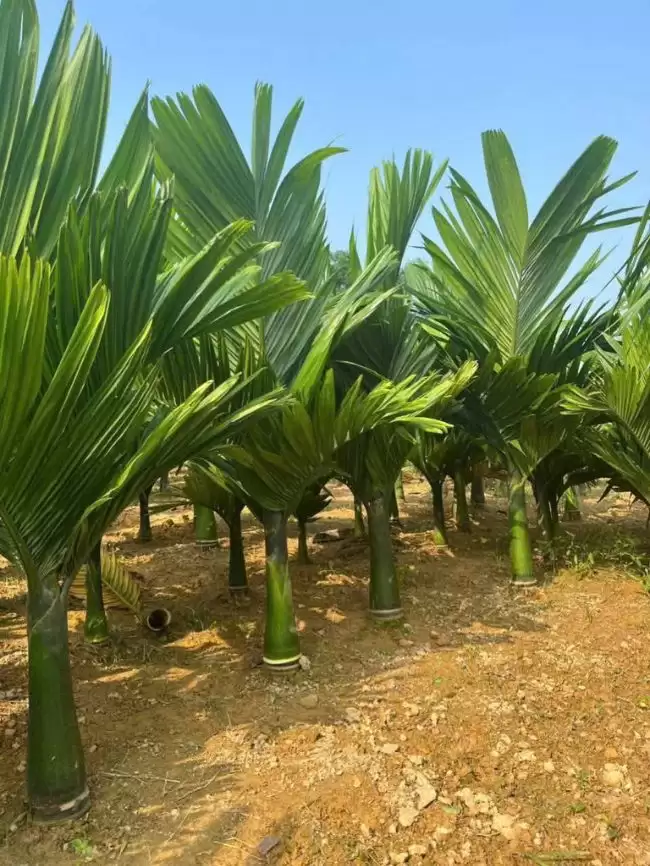 Cau lùn tứ quý trồng bao lâu có trái? 1 cau lùn tứ quý