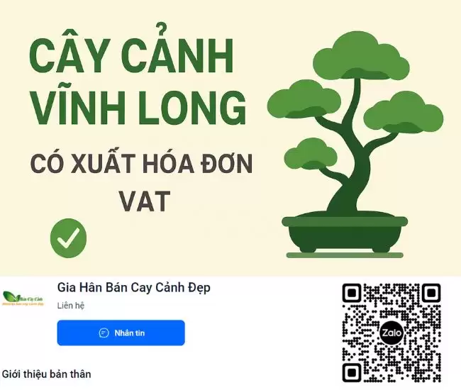 Mua cây cảnh Vĩnh Long có xuất hóa đơn VAT