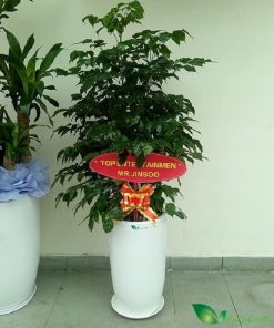 cây hạnh phúc tặng khai trương và chậu sứ trắng trung