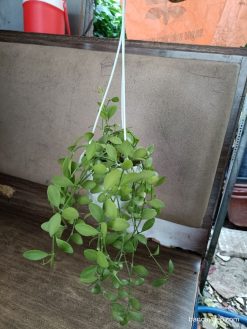 cây lan hạt dưa xanh mini treo