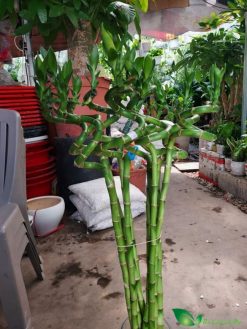cây phát tài cong mẫu c105
