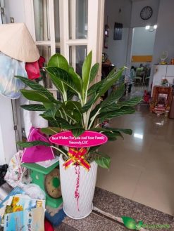 chậu bạch mã hoàng tử k34