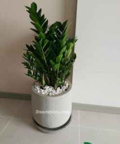 chậu cây kim tiền mẫu c96