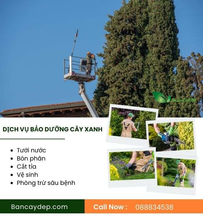 dịch vụ bảo dưỡng cây xanh