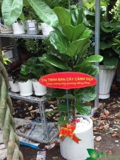 hình ảnh bàng singapore tặng khai trương và chậu xi măng trụ
