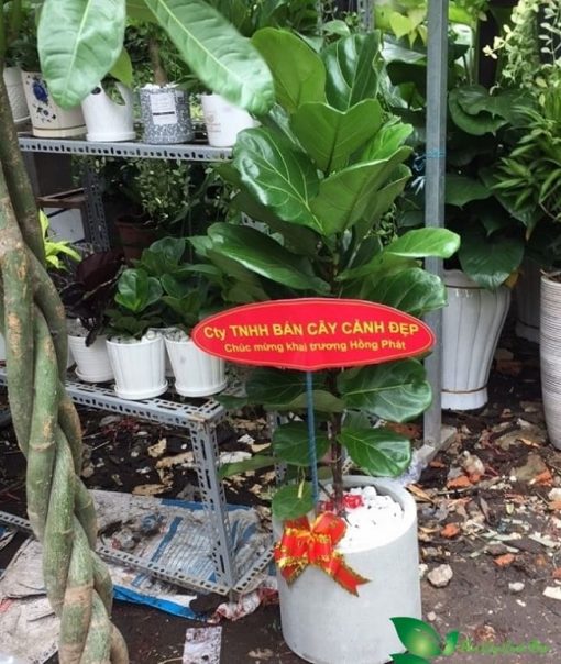 hình ảnh bàng singapore tặng khai trương và chậu xi măng trụ
