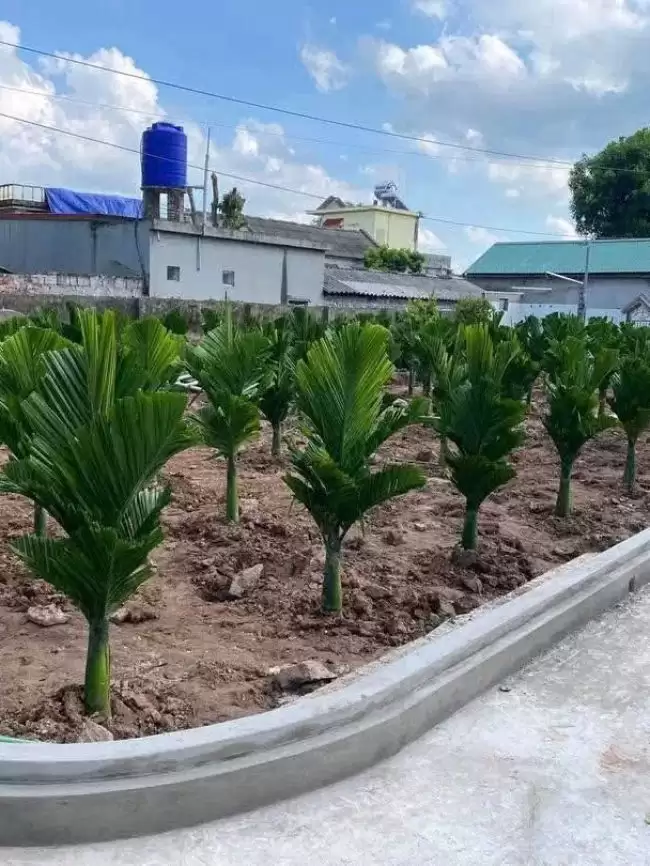 Khoảng cách trồng cau lùn tứ quý? 1 khoảng cách trồng cau lùn tứ quý