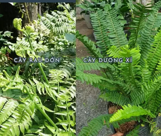rau dớn và dương xỉ
