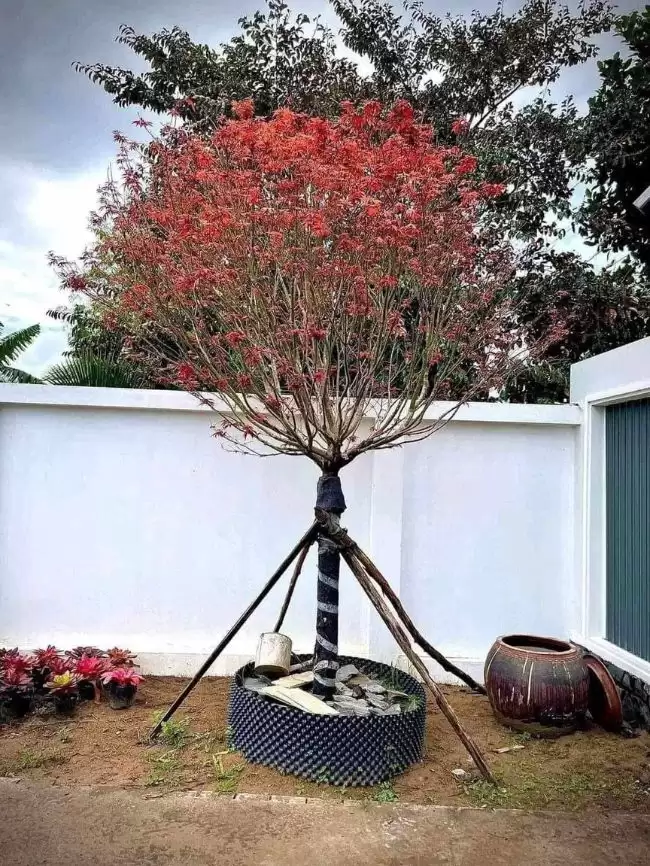 trồng phong lá đỏ trước nhà